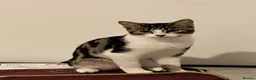 Mixed Breed cats for sale: 1 beautiful mixed breed  - Advert 2