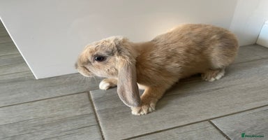 Mini Lop rabbits - Advert 6