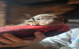 Miniature Dachshund dogs for sale: KC Mini Dachshund Dapple Girls & Boys and Tan Boy - Image 26