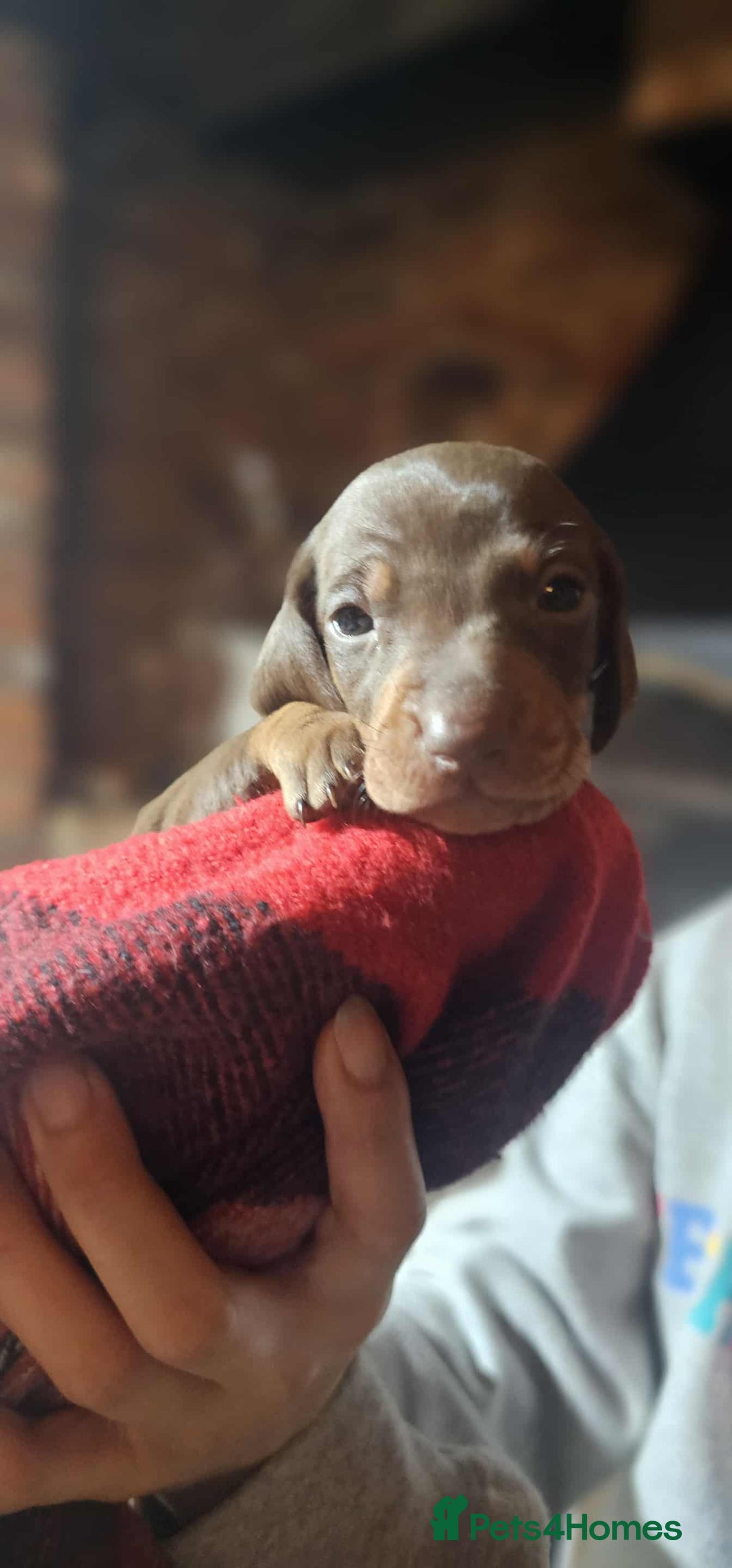 Miniature Dachshund dogs for sale: KC Mini Dachshund Dapple Girls & Boys and Tan Boy - Image 26