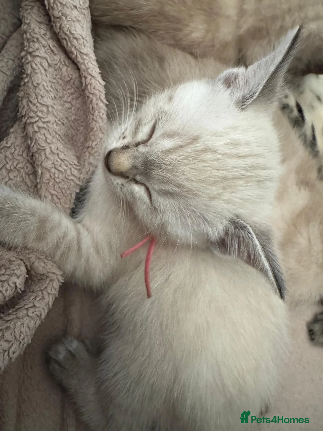 Bengal cats for sale: Cute Bengal Kitties - Advert 2