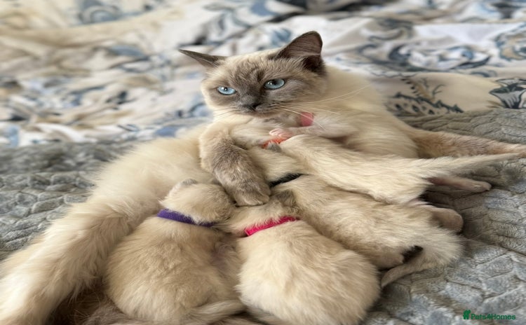 Ragdoll cats - Advert 4