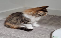 Maine Coon cats for sale: Absolutely Stunning Part Maine Coon Calico Female - Image 9