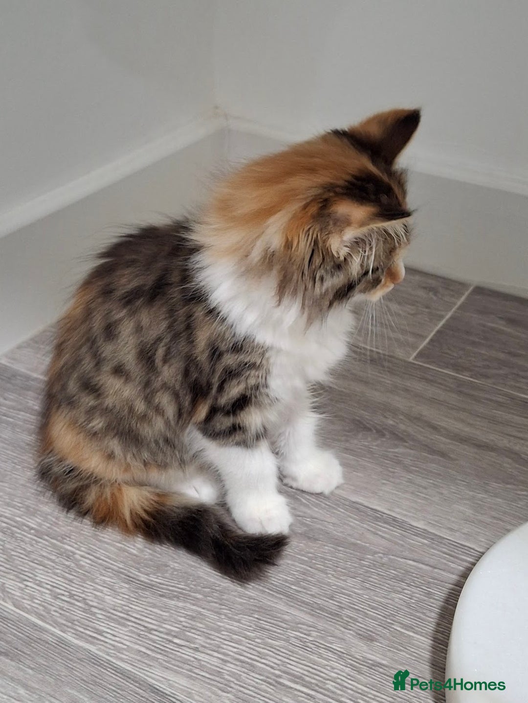 Maine Coon cats for sale: Absolutely Stunning Part Maine Coon Calico Female - Image 9