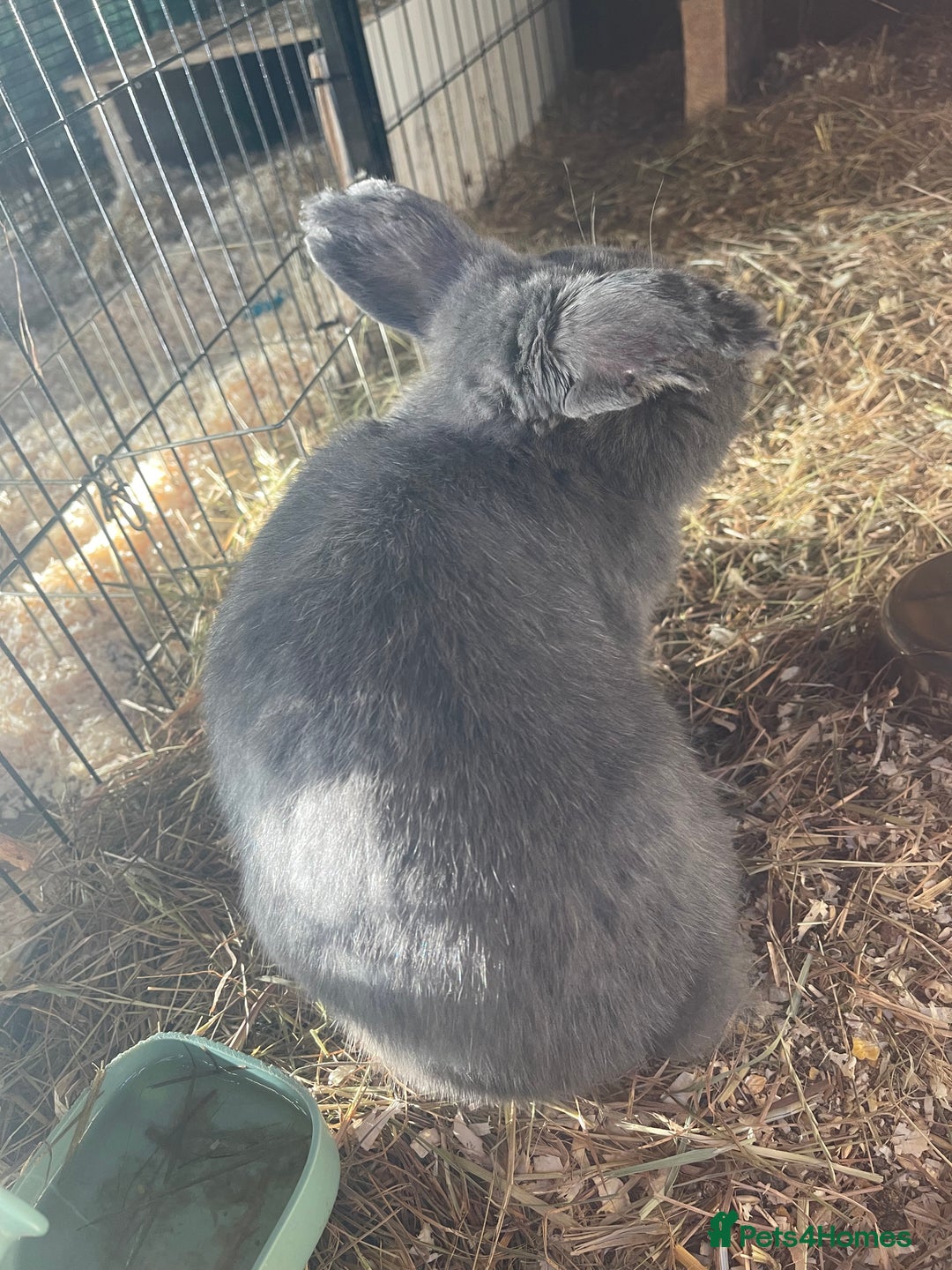 Mini Lop rabbits for sale: Mini lops - Advert 3