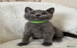 British Shorthair cats for sale: One Beautiful British short hair kitten available  - Image 8
