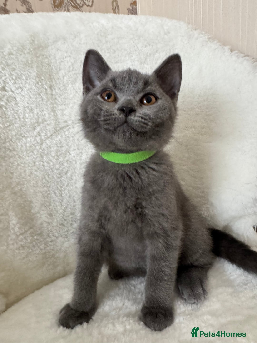 British Shorthair cats for sale: One Beautiful British short hair kitten available  - Image 8