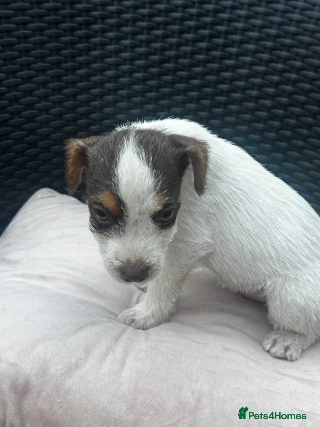 Jack Russell dogs for sale: 🐾Jack Russell Pups for Their Forever Homes! 🐾 - Advert 33