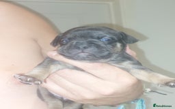 Mixed Breed dogs for sale: FRENCH BULLDOG X STAFFY  - Image 15
