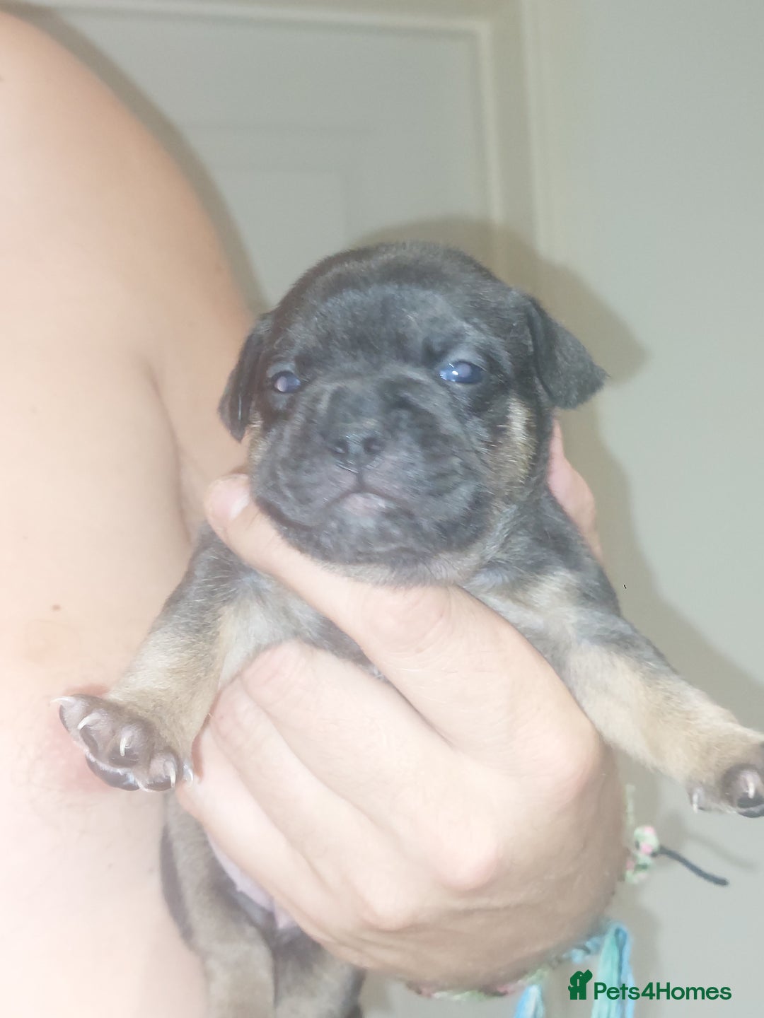 Mixed Breed dogs for sale: FRENCH BULLDOG X STAFFY  - Image 15