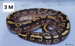 Python Snake reptiles for sale: Royal Python Morph Hatchlings  - Image 6