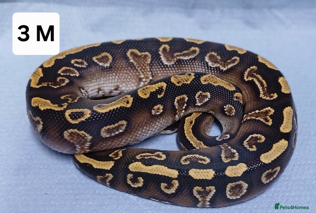 Python Snake reptiles for sale: Royal Python Morph Hatchlings  - Image 6