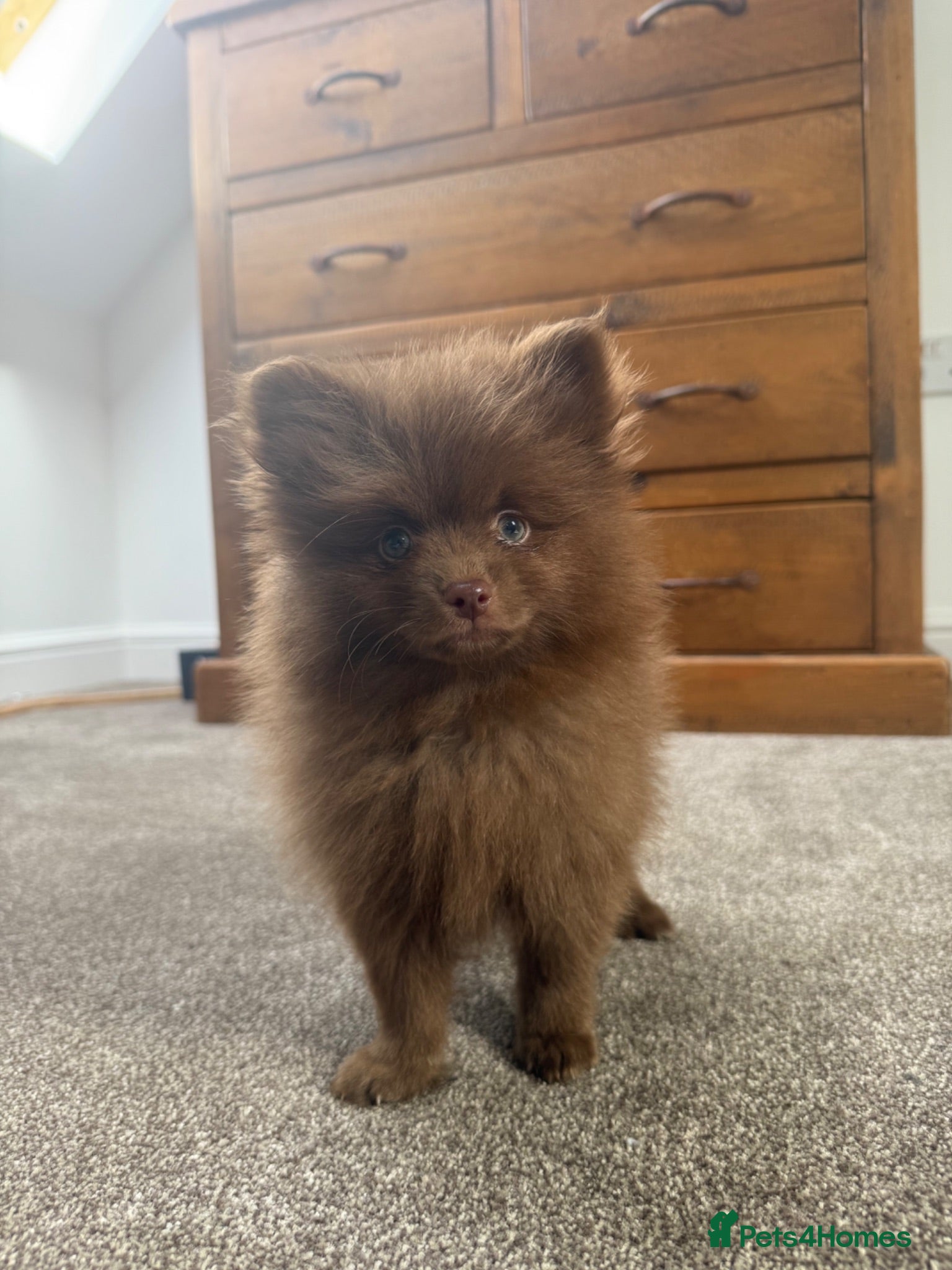 Pomeranian dogs Tiny Russian Pomeranian Puppies  - Advert 5