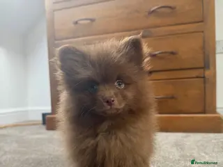 Pomeranian dogs Tiny Russian Pomeranian Puppies - Advert 5