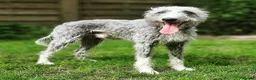 Mixed Breed dogs for sale: Bedlington whippets  - Advert 11