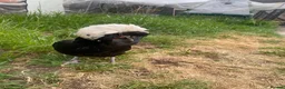 Chickens poultry for sale: Two friendly pet chickens, used to handling - Advert 5