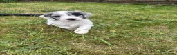 Sproodle dogs for sale: ✨ Premium Rare F1 Sproodle Pups – Champion Lines ✨ - Advert 11