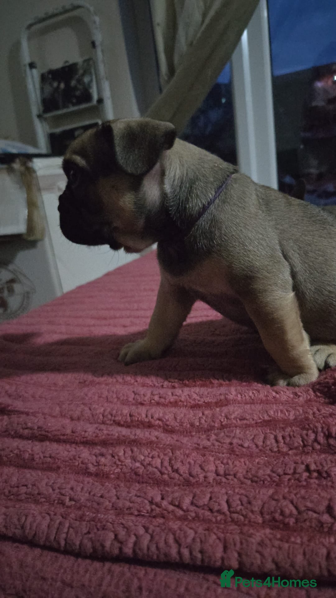 French Bulldog dogs for sale: French bull dog Puppies - Image 21