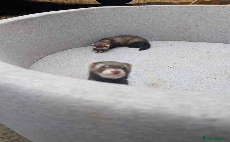 Ferret rodents - Advert 1
