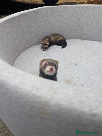 Ferret rodents - Advert 9