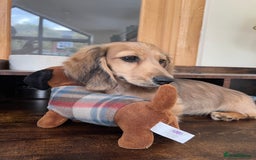 Miniature Dachshund dogs for sale: **KC REG Miniature long haired dachshund puppies** - Image 5