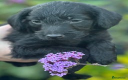 Mixed Breed dogs for sale: Poodle  x - Image 3