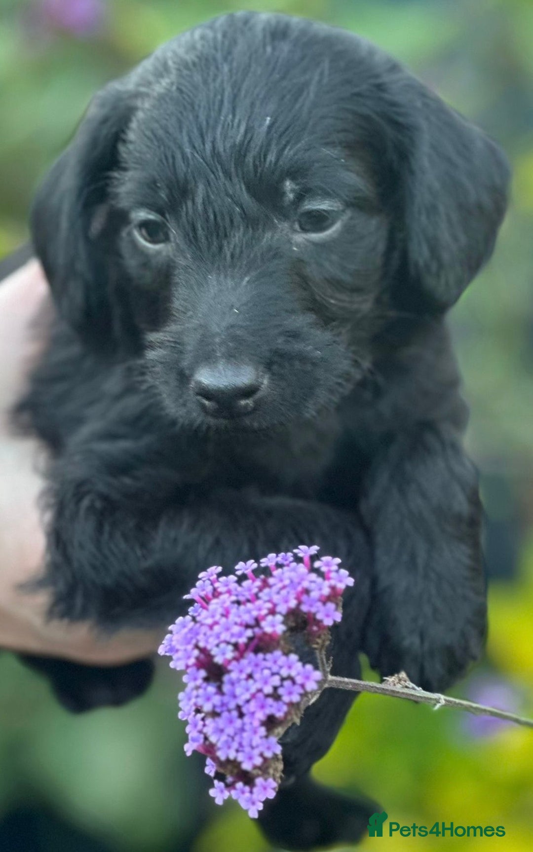Mixed Breed dogs for sale: Poodle  x - Image 3