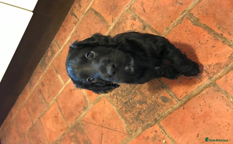 Cocker Spaniel dogs - Advert 1