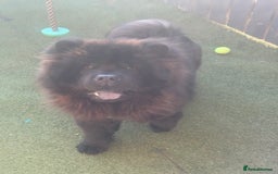 Chow Chow dogs for sale: Big bear  - Image 1