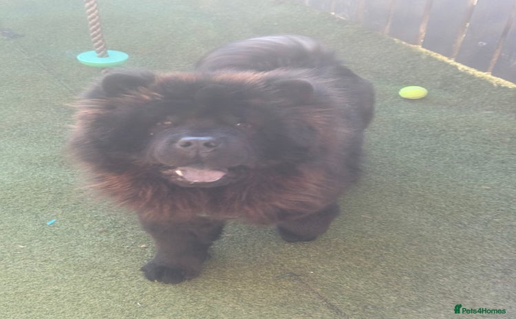 Chow Chow dogs - Advert 2