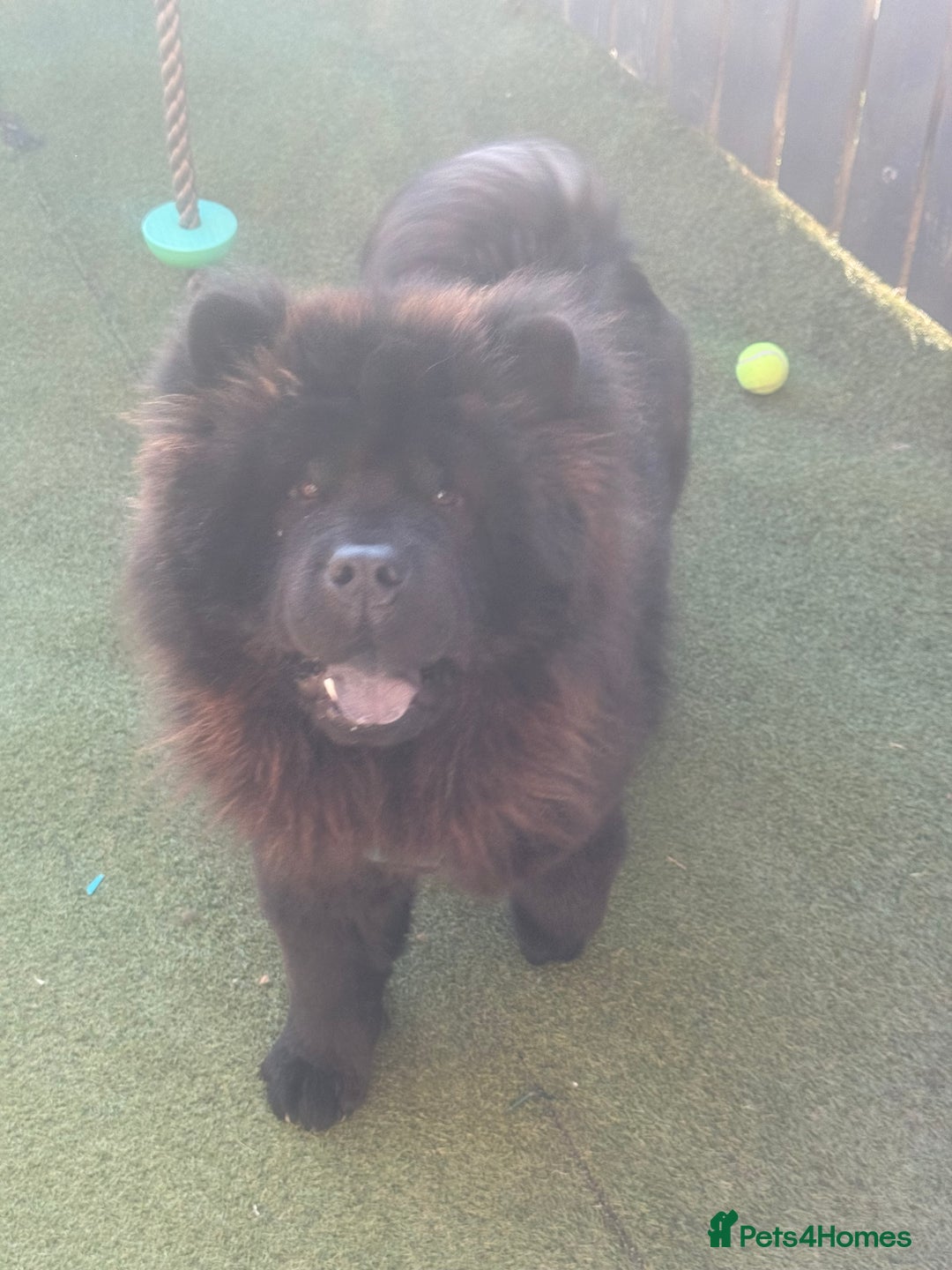 Chow Chow dogs for sale: Big bear  - Image 1