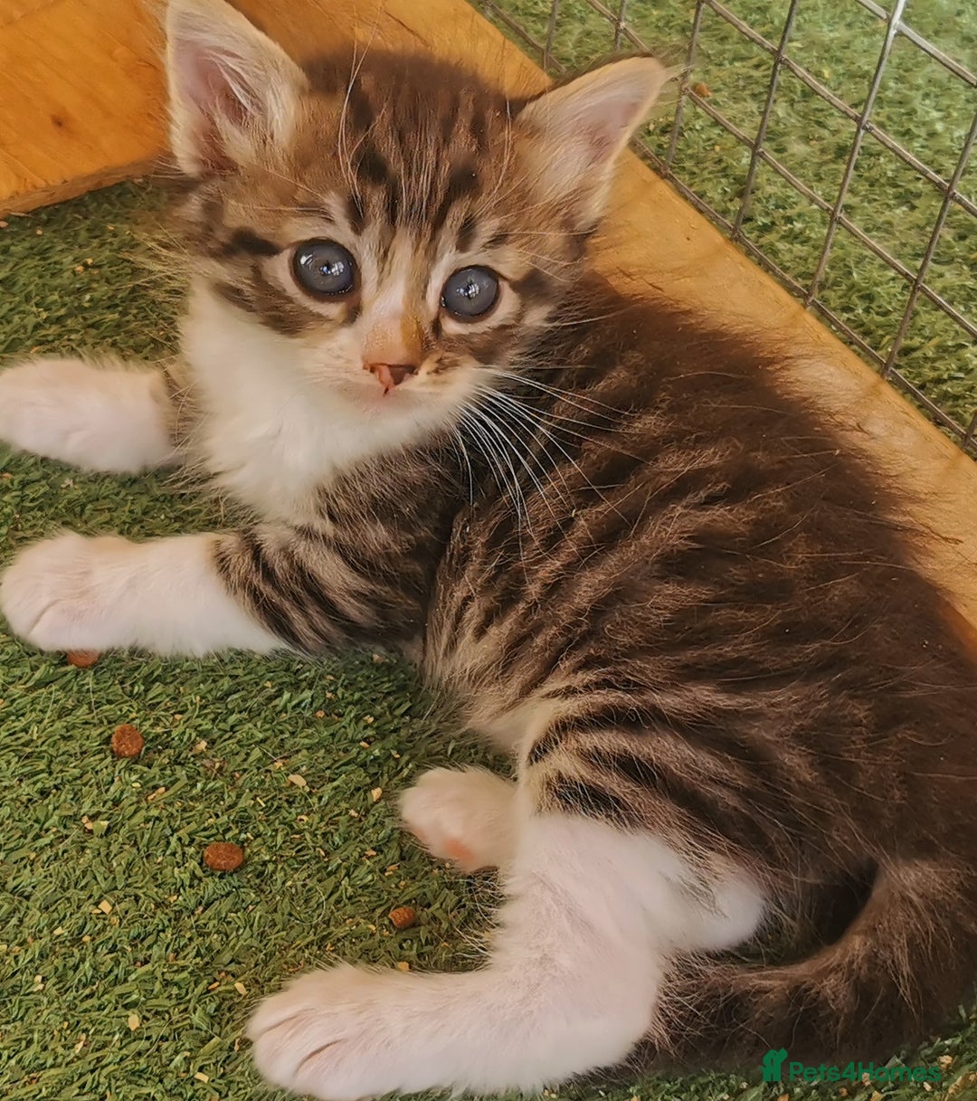 Siberian cats for sale:  Registered Calico Siberian kittens  - Image 13