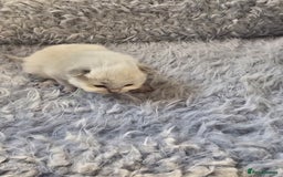 Ragdoll cats for sale: 8 beautiful ragdolls ready for Christmas 🎁 - Advert 30