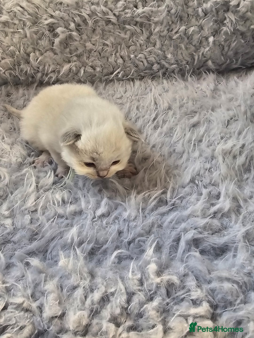 Ragdoll cats for sale: 8 beautiful ragdolls ready for Christmas 🎁 - Advert 30