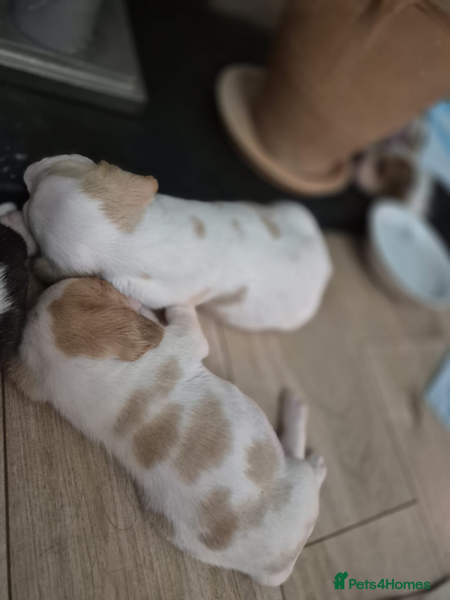 Beagle dogs Champion sired beagles KC reg & DNA health tested - Advert 2