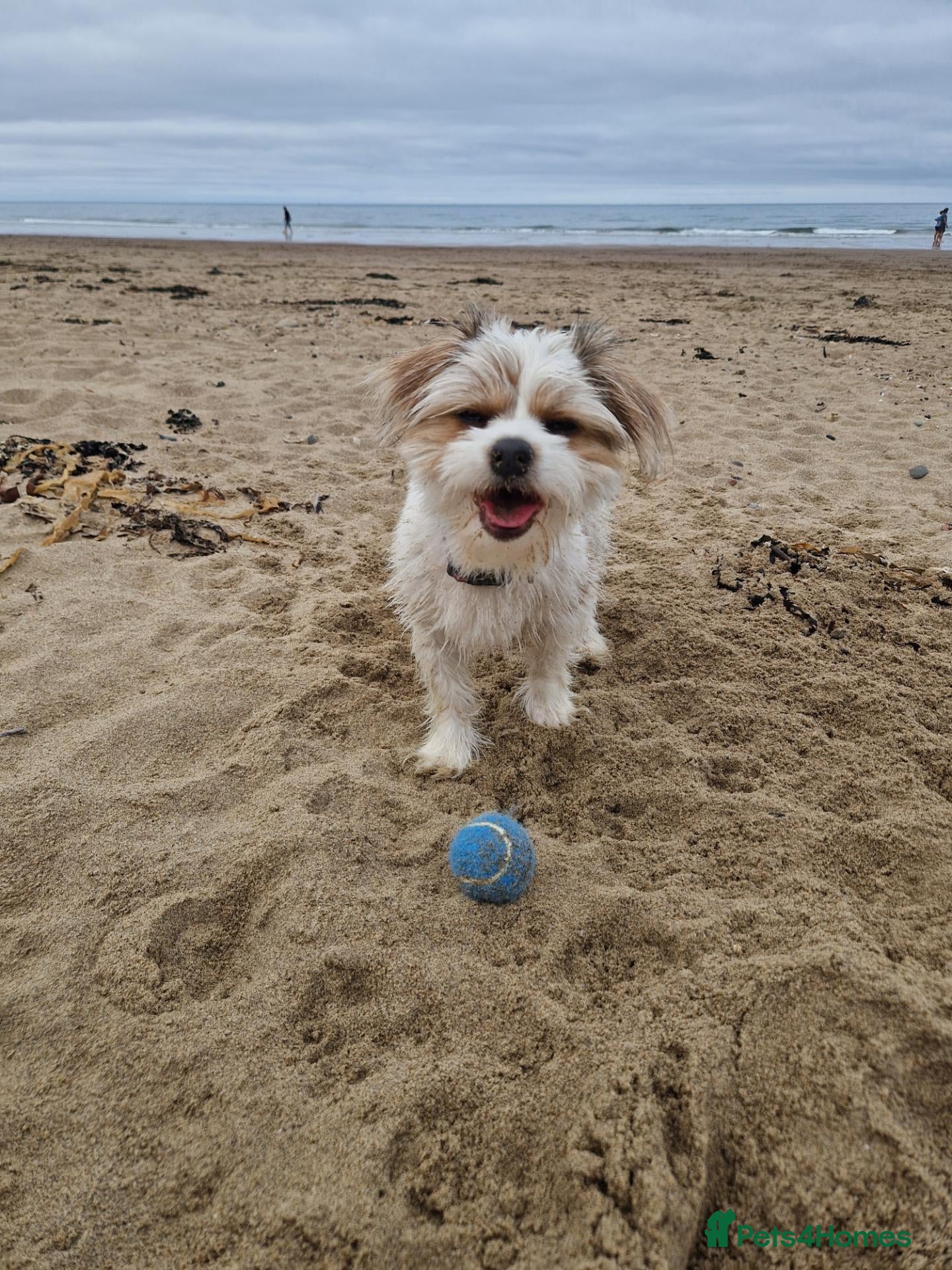 Mixed Breed dogs YORKIES - Advert 1