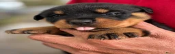 Rottweiler dogs for sale: Beautiful Rottweiler Pups  - Advert 11