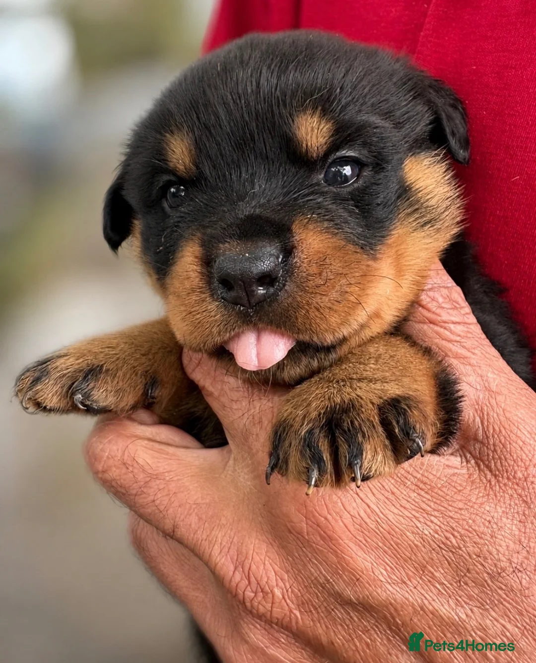 Rottweiler dogs for sale: Beautiful Rottweiler Pups  - Advert 11