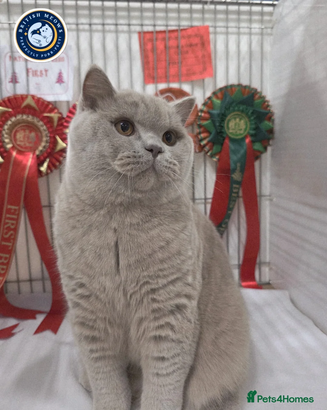 British Shorthair cats for stud: Exclusive Russian Bloodlines British SH Lilac Stud - Advert 10