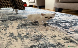 British Shorthair cats for sale: BSH Silver Tabby kittens for Sale! - Image 13