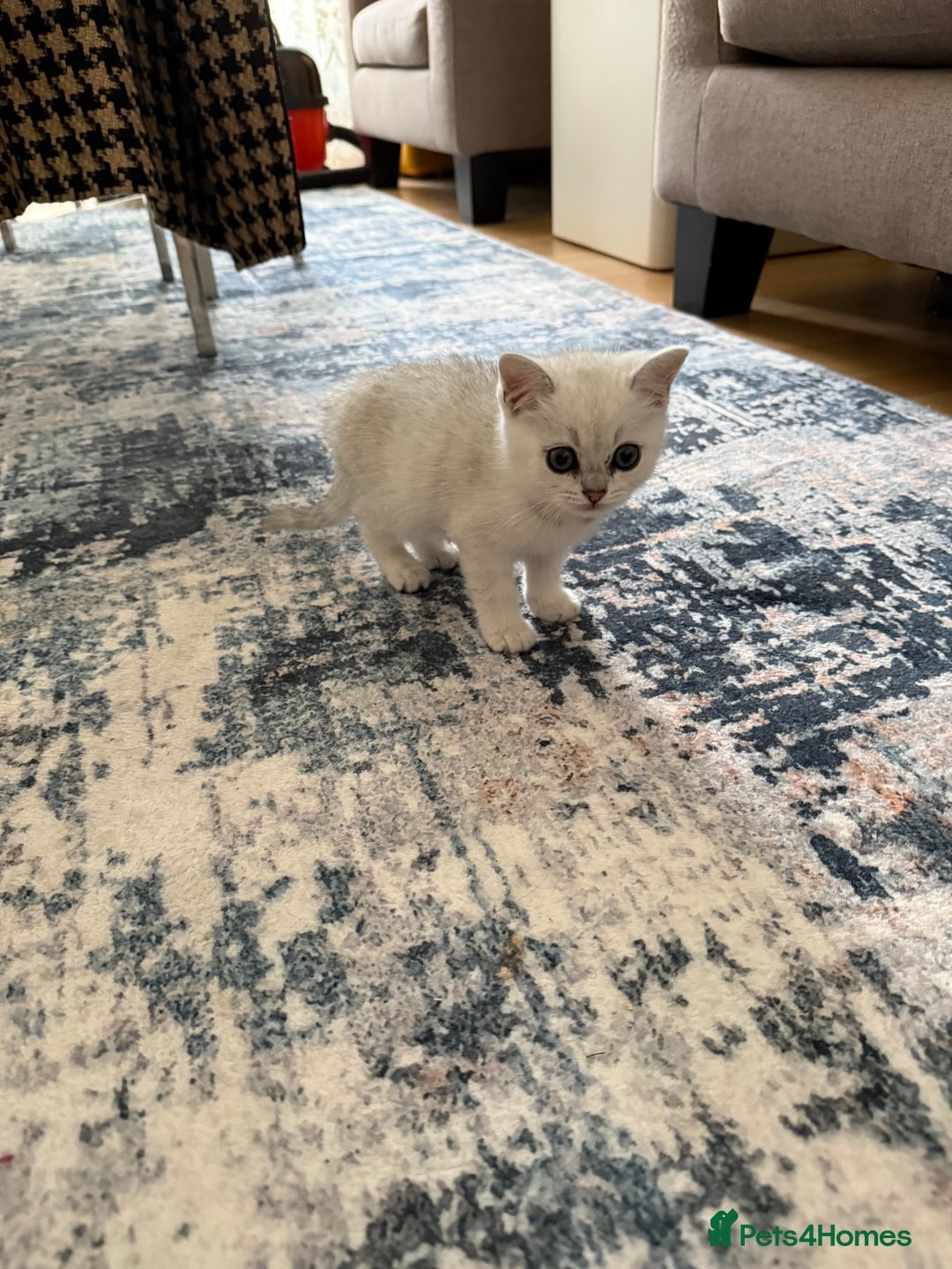 British Shorthair cats for sale: BSH Silver Tabby kittens for Sale! - Image 13