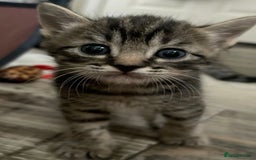 Mixed Breed cats for sale: Kittens  - Image 2