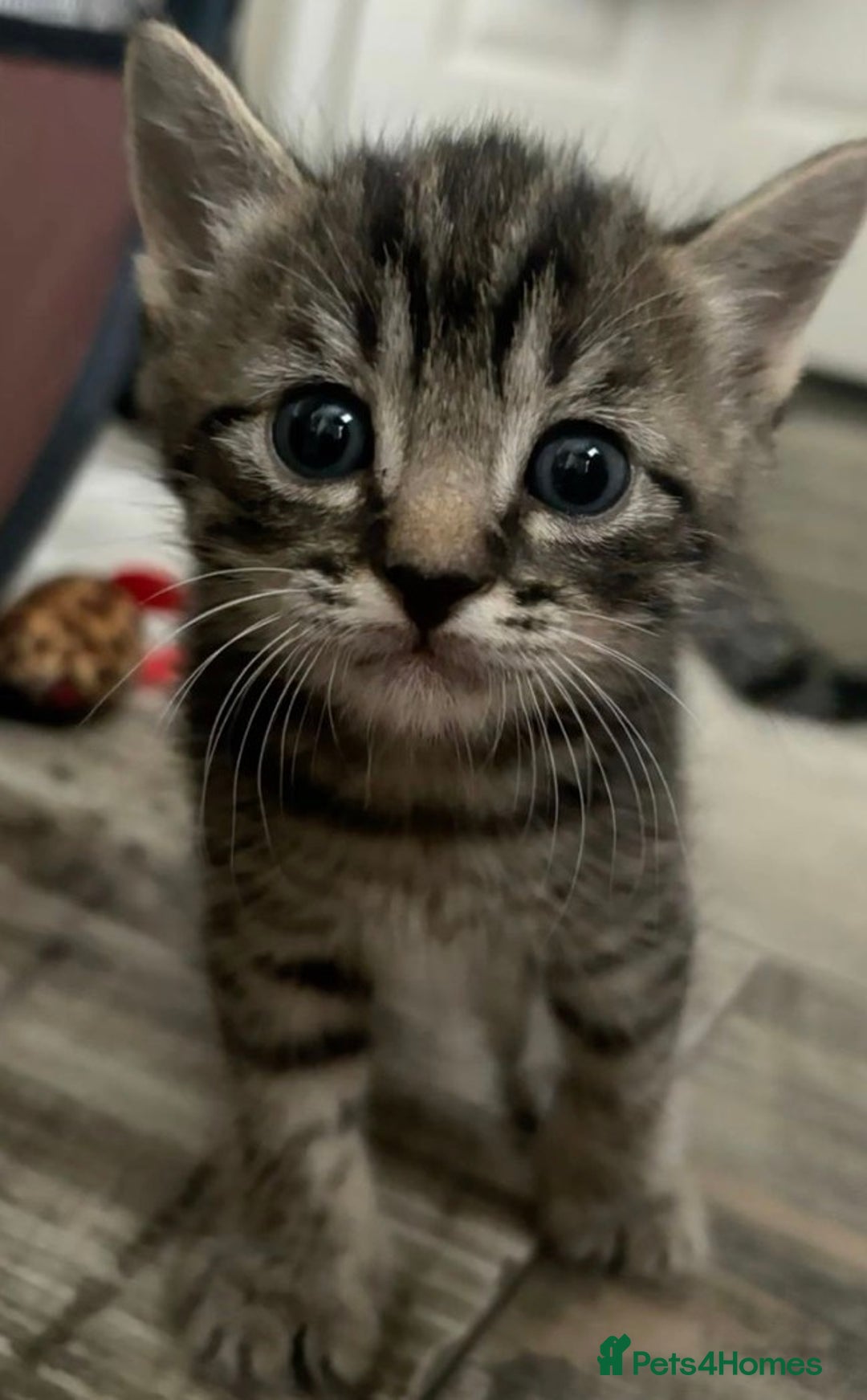 Mixed Breed cats for sale: Kittens  - Image 2