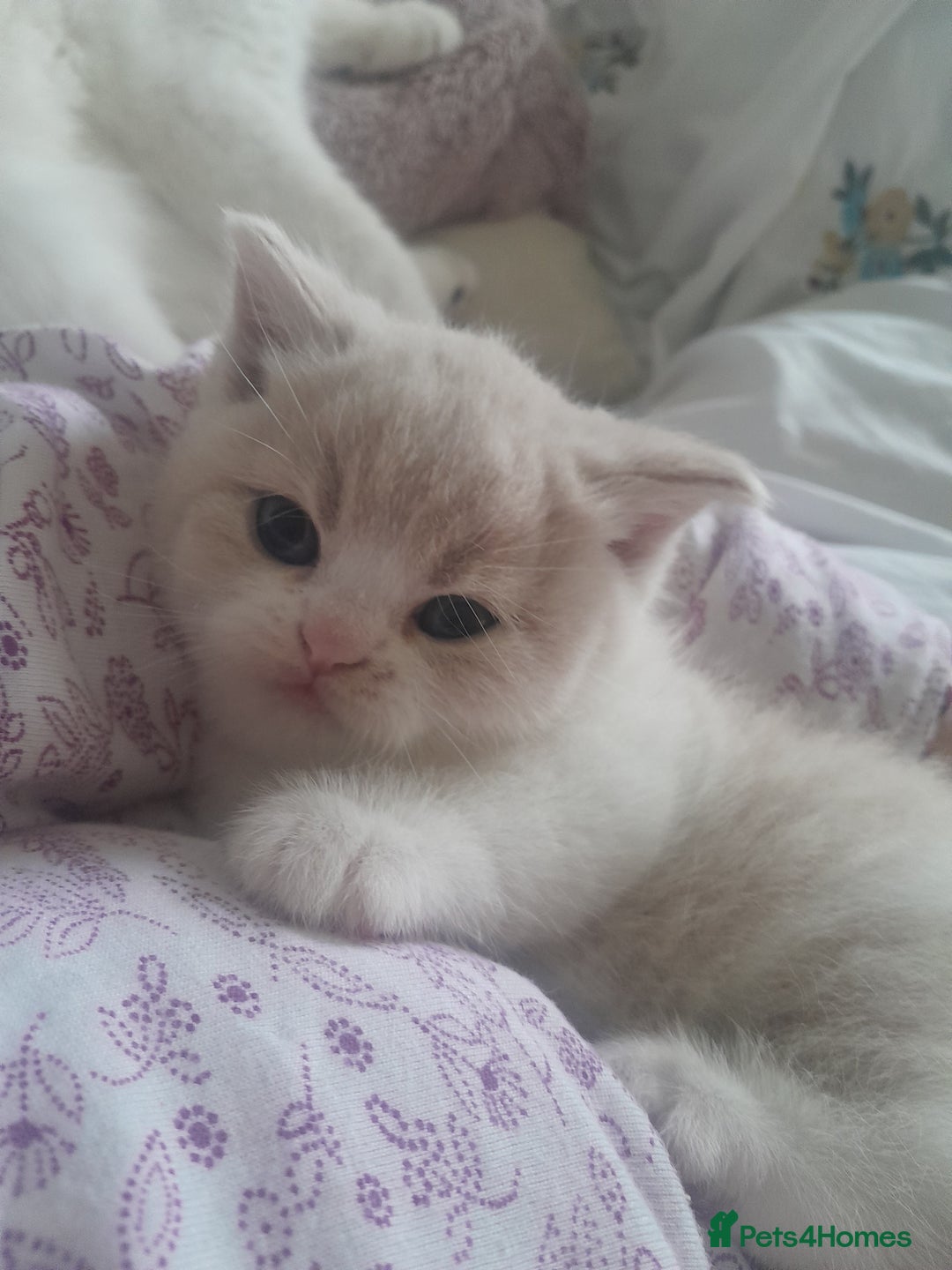 Brazilian Shorthair cats for sale: Beautiful pure bred British shorthair kitten  - Advert 4
