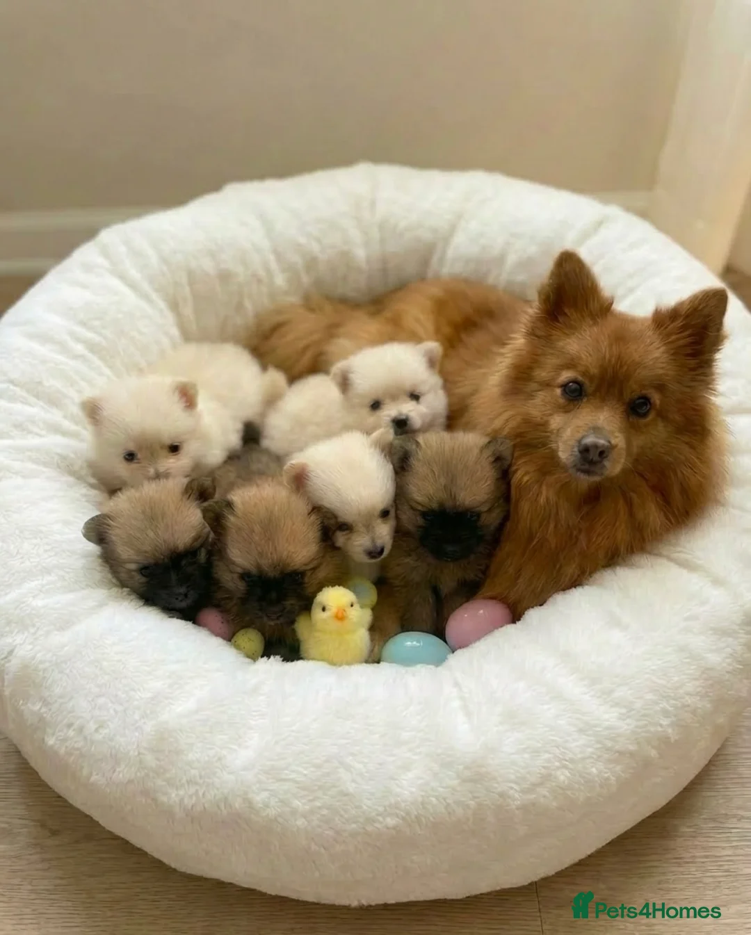 Pomeranian dogs for sale: Pomeranians  in Harlow - Advert 1