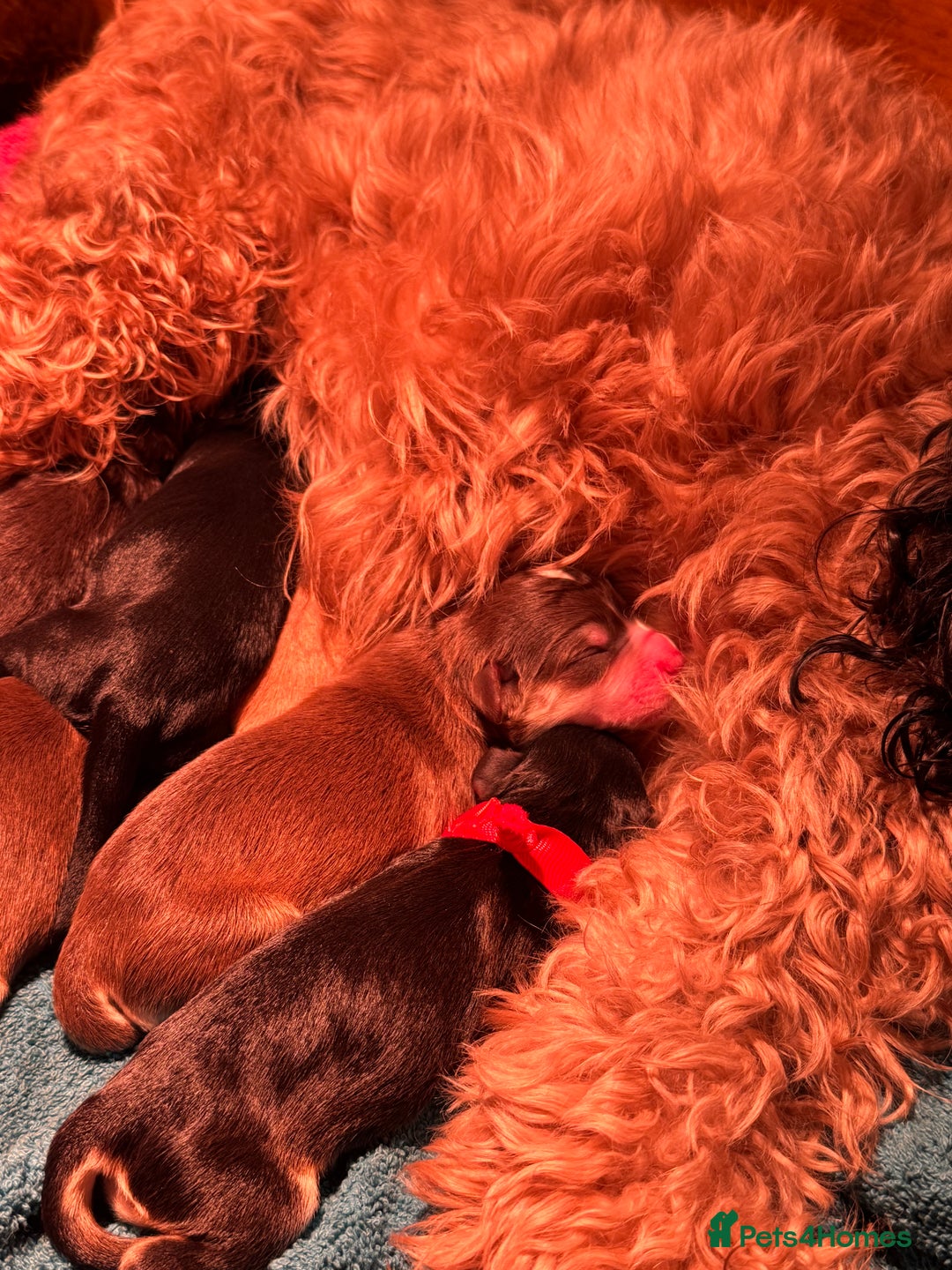 Cockapoo dogs for sale: Stable-tan-black cockapoos F2 - Advert 9