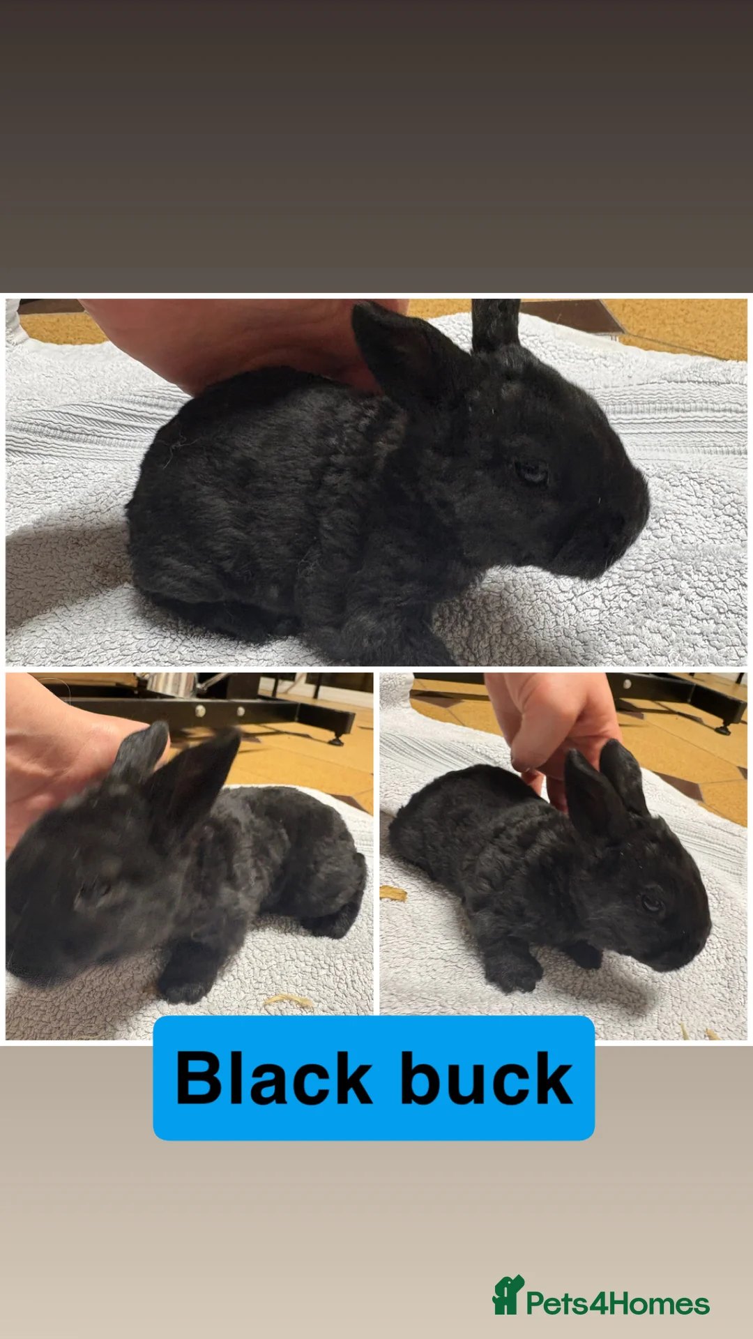 New Zealand rabbits for sale: New Zealand rabbits(ready 2nd April) - Advert 4