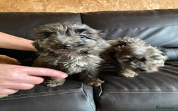 Cockapoo dogs for sale: Cockapoos  - Image 19