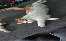 British Shorthair cats for sale: 2 ginger brothers  - Image 16