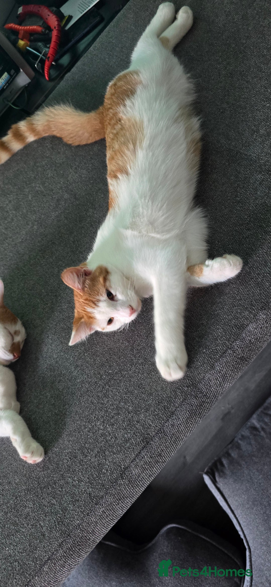 British Shorthair cats for sale: 2 ginger brothers  - Image 16